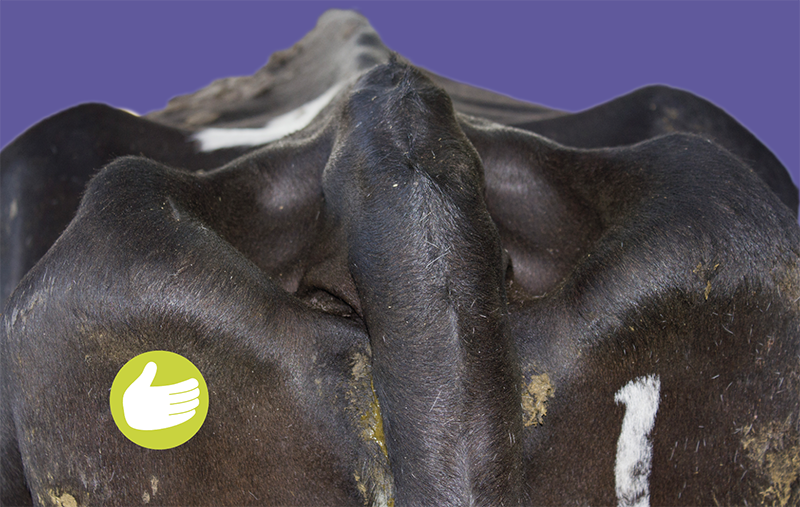 Rear view of a dairy cow showing prominent pins and a lack of fat cover.